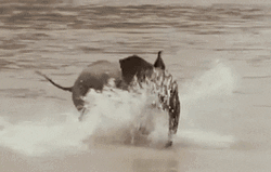 Elephant Running In The Sea