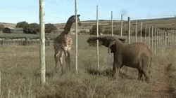 Elephant Slapping A Giraffe