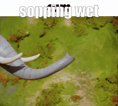 Elephant Sopping Wet GIF