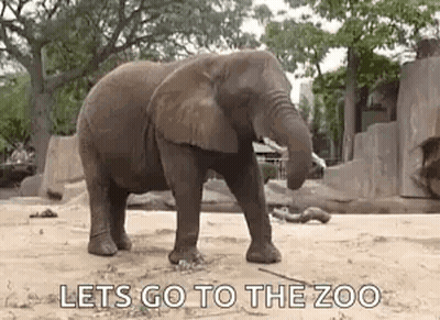 Elephant Standing In Zoo Enclosure GIF