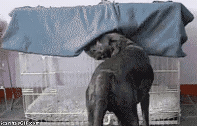 Elephant Standing Under Blue Blanket In Cage GIF