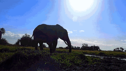 Elephant Throwing Mud