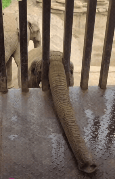 Elephant Trunk Sticking Out Of Metal Cage GIF