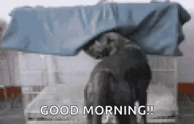 Elephant Under Blue Tarp Saying Good Morning GIF