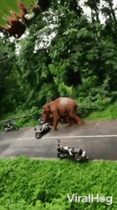 Elephant Walking Beside Motorcycle GIF