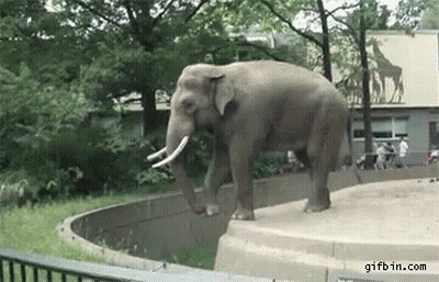 Elephant Walking Near Zoo Fence GIF