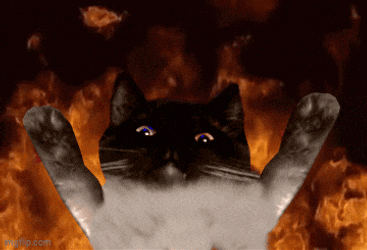 Elmowg Elmo Cat GIF