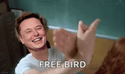 Elon Musk Giving A High Five To A Cat With The Words Free Bird Written Below Him GIF