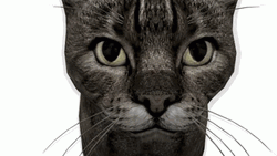 Elongated Cat Vibing  GIF