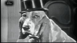 Elvis Presley 1950 Steve Allen Show GIF