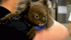 Embracing A Koala