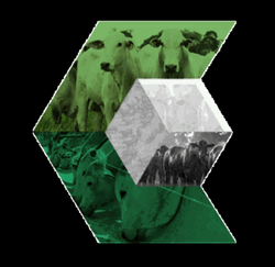 Emerald Green Arrow GIF