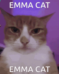  Emma Cat Glam Transformation GIF