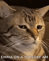 Emma On A Tuesday Meme GIF