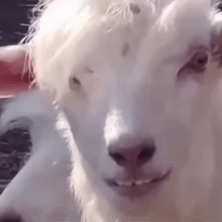 Emo Face Goat Eating Funny Animal  GIF