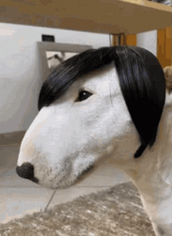 Emo Punk Ugly Dog GIF