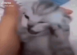 Emotional And Frustrated Kitten Cat Crying GIF