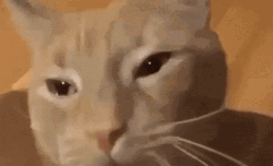 Emotional Tearful Crying Cat GIF