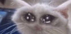 Emotional Teary-Eyed Crying Cat GIF