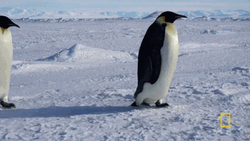 Emperor Penguins Walking Slow On Ice GIF