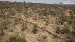 Empty Trees Africa GIF