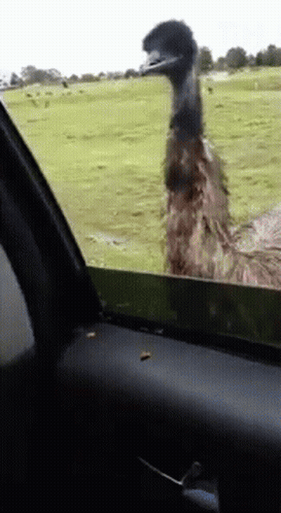 Emu Looking Out Car Window GIF