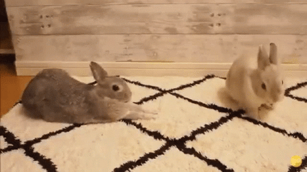 Endearing Bunny Stretch On Floor GIF