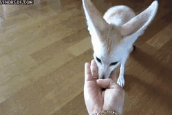 Endearing Fennec Fox Scratching Human Hand GIF