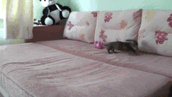 Endless Puppy High Energy  GIF