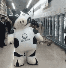 Energetic And Big Cow Mascot Dancing