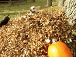 Energetic Corgi Plays Falling Leaves GIF