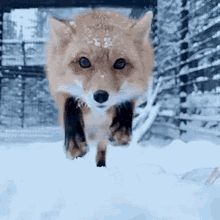 Energetic Cute Fox Jumping In Snow