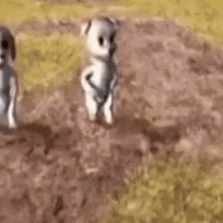 Energetic Dancing Funny Barbie Dogs  GIF