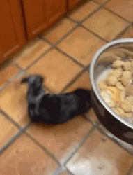 Energetic Dog Chasing Tail Eating Time GIF
