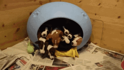 Energetic Puppies Running  GIF