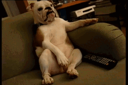 English Bulldog Watching Tv