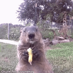 Enjoy Chunk The Groundhog  GIF