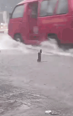 Enjoy Rat Showering In The Rain GIF