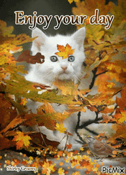 Enjoy Your Day Cute Kitten Autumn GIF
