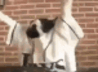 Enjoying Dj El Gato Meme GIF