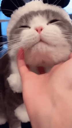 Enjoying Scratches Fluffy Cat GIF