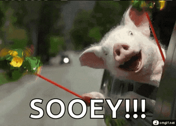 Enjoying The Ride And Squeal Like A Pig GIF