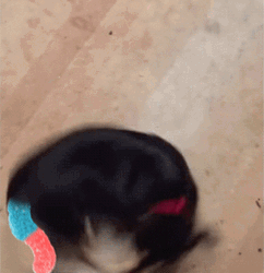 Entertaining Black Dog Chasing Tail Spinning GIF