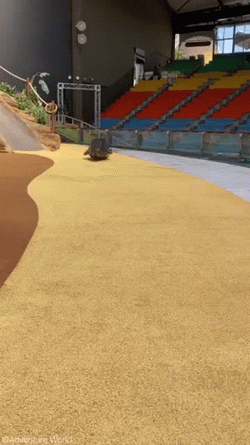 Entertaining Bouncing Seal I Have Arrived GIF