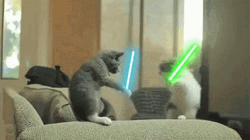 Entertaining Cat Lightsaber Battle GIF