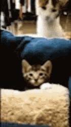 Entertaining Cat Smack Head GIF
