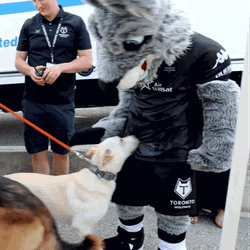 Entertaining Dog Chasing Tail Rugby League Dog GIF