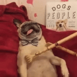 Entertaining Dog Funny Scratch GIF