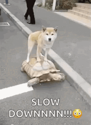 Entertaining Dog Riding Turtle Slow Down GIF