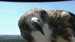 Entertaining Peeking Cute Hawk GIF